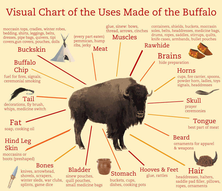 Visual Chart of the Uses Made of the Buffalo