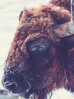 tȟatȟáŋka, Native American buffalo. The Native American word for buffalo.