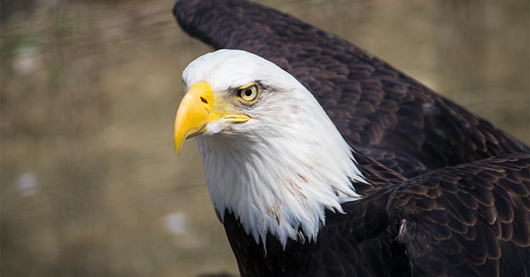 An eagle stares at the camera. 