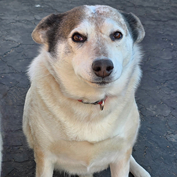 Nova