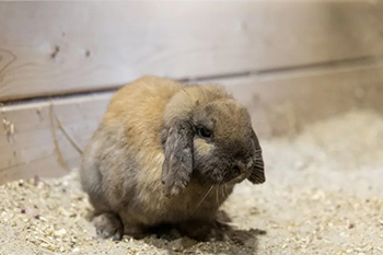 Mr. Buck settles into his new home at St. Joseph’s Indian School.