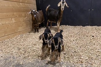 Goats now grace the premises of the Equine Therapy Center at St. Joseph’s Indian School.